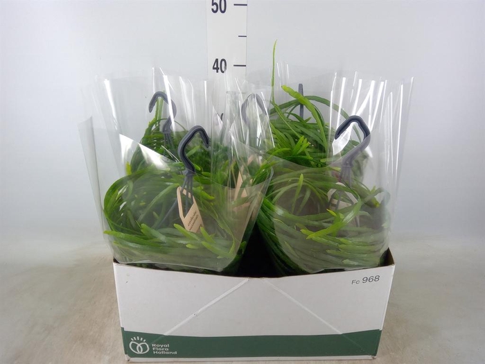 <h4>Rhipsalis   ...</h4>