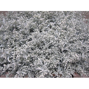 Solidago Wit