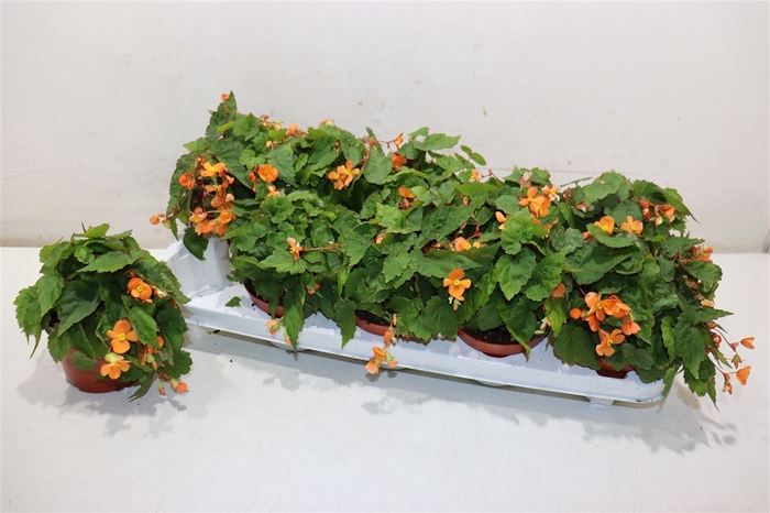 <h4>Beg Papaya</h4>