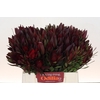 Leucadendron Saf Sunset Dark R.