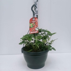 Fragaria 'Ostara'
