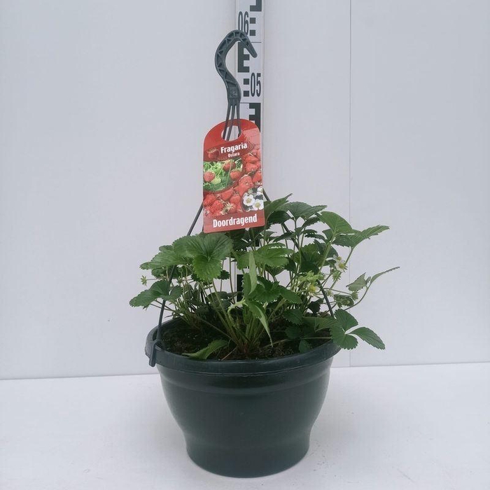 <h4>Fragaria 'Ostara'</h4>