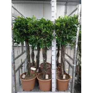 Ficus   ...