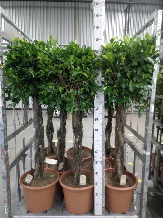 <h4>Ficus   ...</h4>