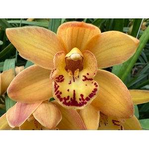 Cymb Mi Orange Beauty Leekade X15