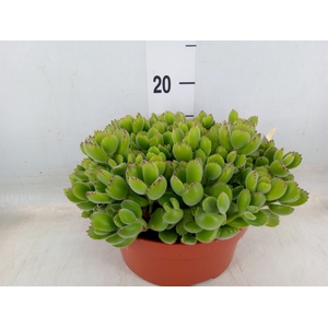 Cotyledon tome. ladys.