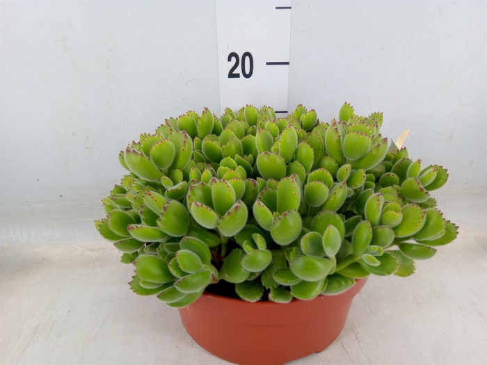 <h4>Cotyledon tome. ladys.</h4>