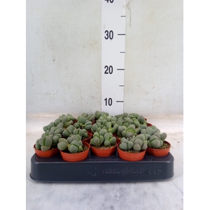Lithops sp.