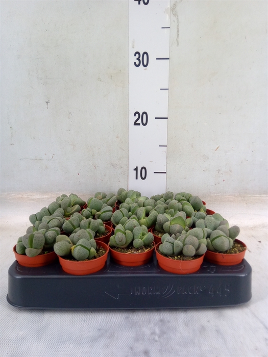 <h4>Lithops sp.</h4>
