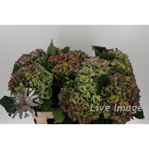 Hydrangea royal love classic blue