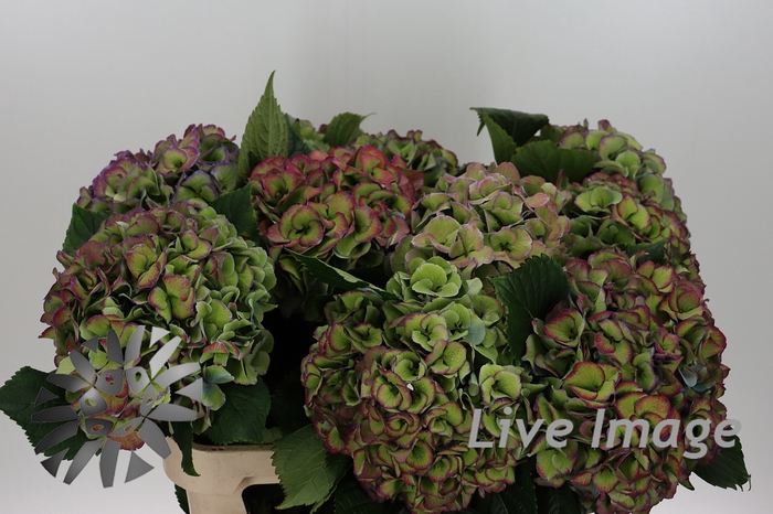<h4>Hydrangea royal love classic blue</h4>