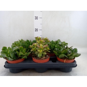 Crassula   ...mix