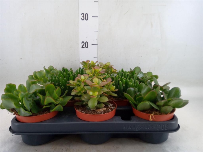 <h4>Crassula   ...mix</h4>