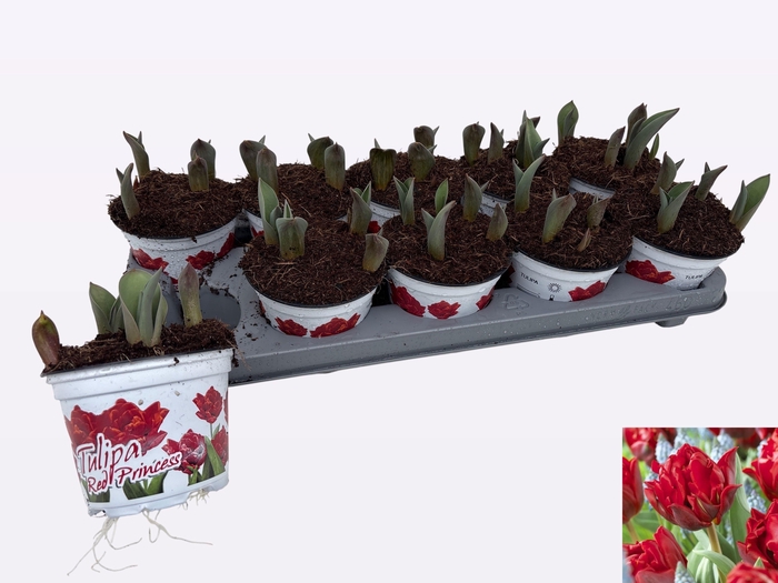 <h4>TUL DU RED PRINCESS</h4>