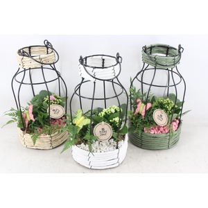 arr2 PL - Mand lantaarn mix - roze/wit