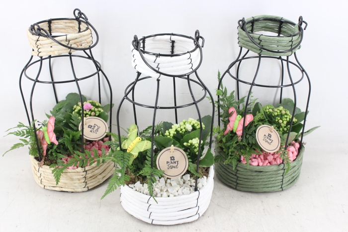 <h4>arr2 PL - Mand lantaarn mix - roze/wit</h4>