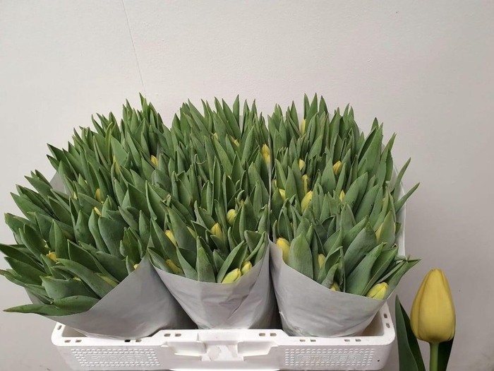 <h4>TU EN LOBKE</h4>