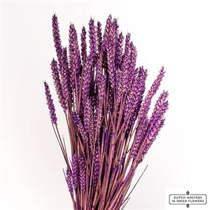 Dried Triticum Violet Bunch