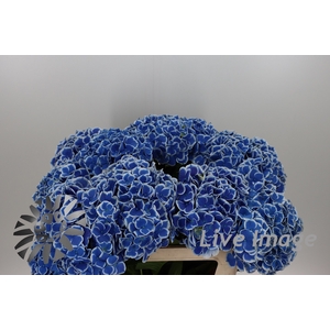 Hydrangea beau dali