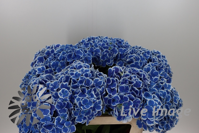 <h4>Hydrangea beau dali</h4>