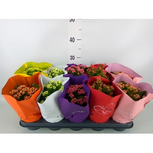 Kalanchoe blos.   ..rosebud rs fl 5