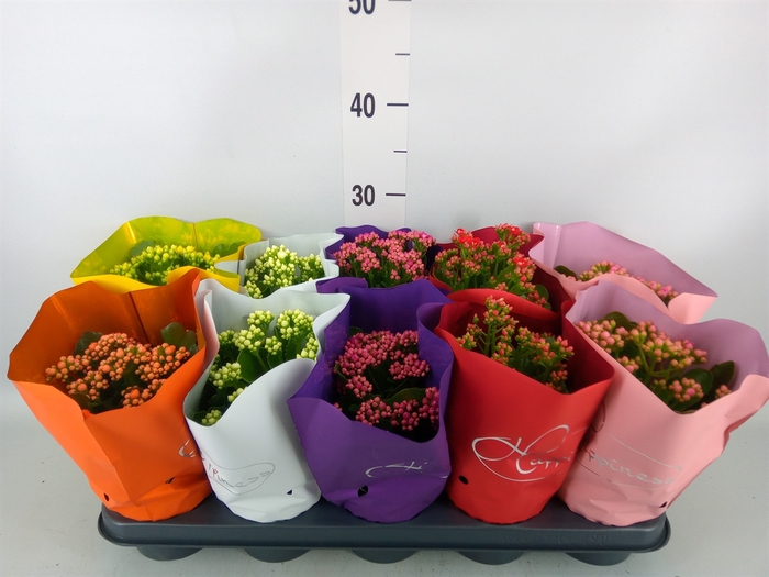 <h4>Kalanchoe blos.   ..rosebud rs fl 5</h4>