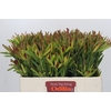 Leucadendron Ayoba Cherry Pearl Spray
