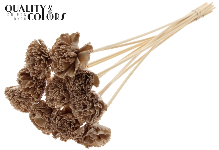 Shola Karnish Flower 6cm on stem Wax Beige