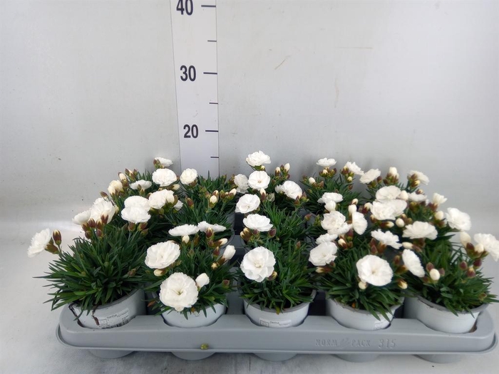 <h4>Dianthus   ...</h4>