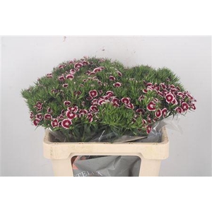 Di Barb Breanthus Rio