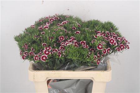 <h4>Di Barb Breanthus Rio</h4>