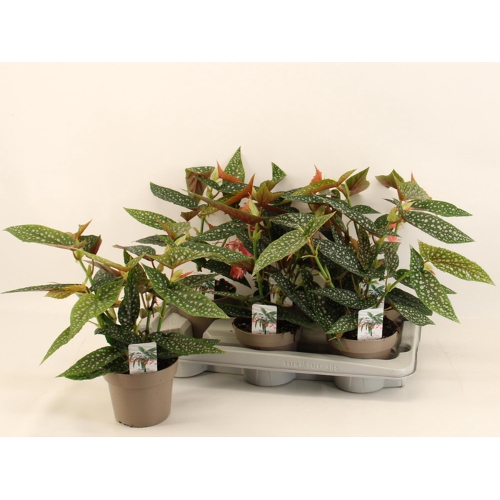 <h4>BEG MA WIGHTII</h4>