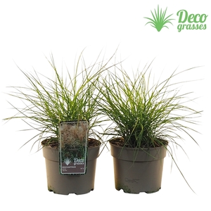 Miscanthus sinensis 'Cute One'®