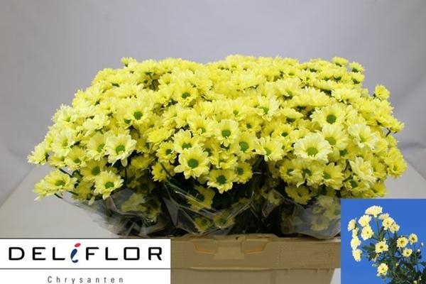 <h4>CHR SAN ALFA CREME</h4>