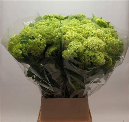 <h4>Viburnum Roseum St 3-4 Kop</h4>