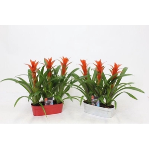 Ostara in Tin Can Triple