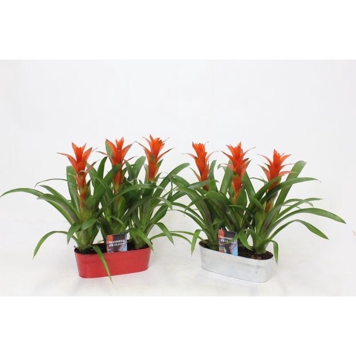 <h4>Ostara in Tin Can Triple</h4>