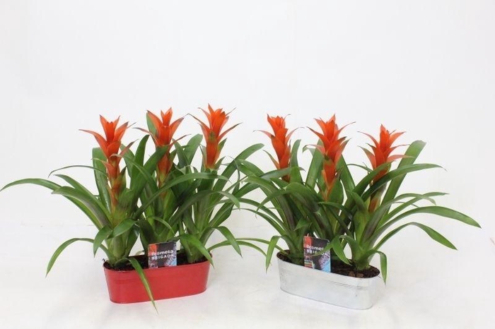 Ostara in Tin Can Triple