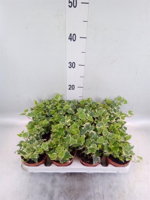 <h4>Hedera helix 'Eva'</h4>