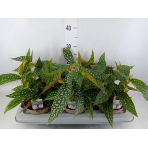 Begonia BD mac. 'Wightii'