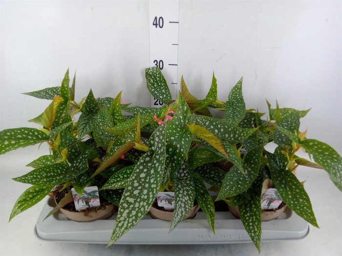 <h4>Begonia BD mac. 'Wightii'</h4>