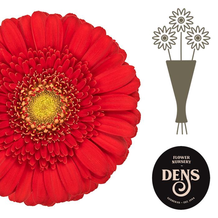 <h4>Germini Ketchup Water</h4>