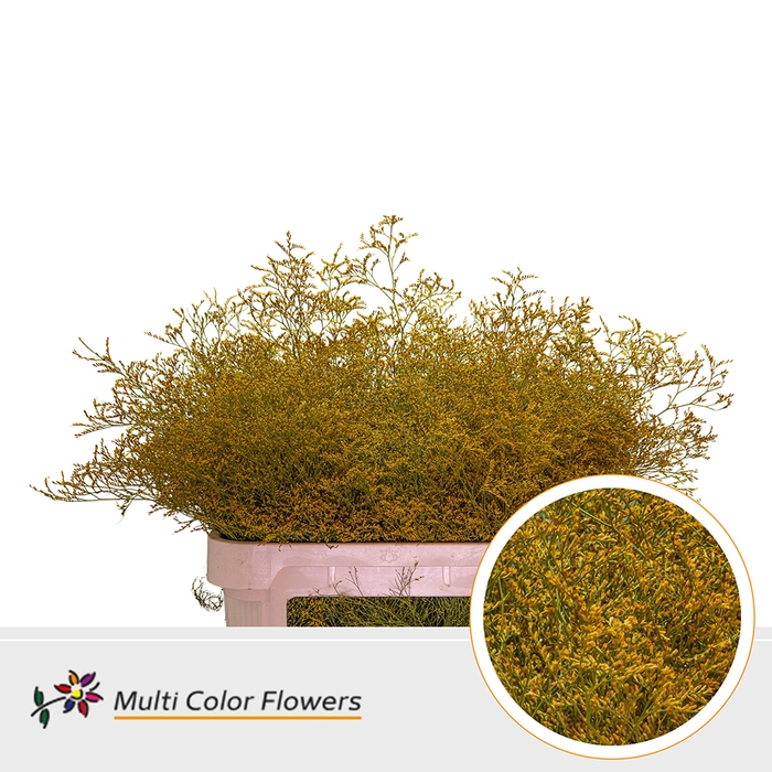 <h4>Limonium Beltlaard Geel Oker</h4>