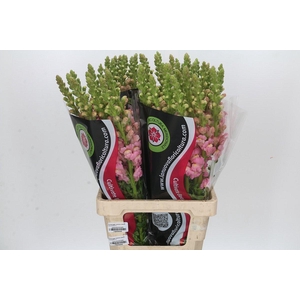 Antirrhinum Potomac Early Pink