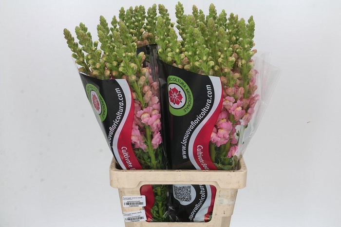 <h4>Antirrhinum Potomac Early Pink</h4>