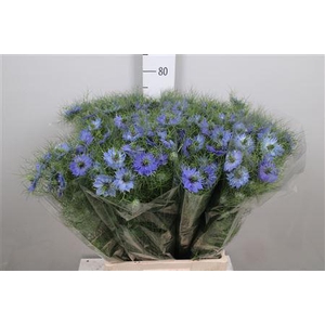 Nige D Deep Sea Blue