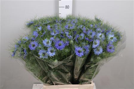 <h4>Nige D Deep Sea Blue</h4>