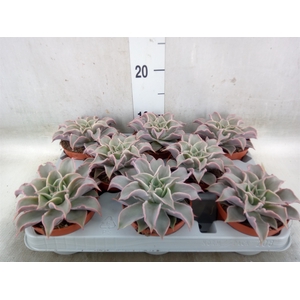 Echeveria   ...