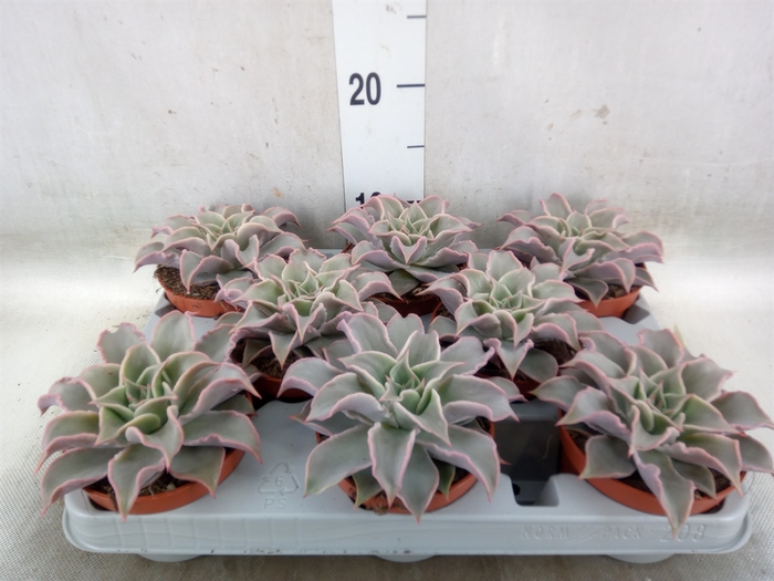 <h4>Echeveria   ...</h4>