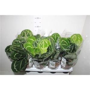 Calat Roseopicta Green